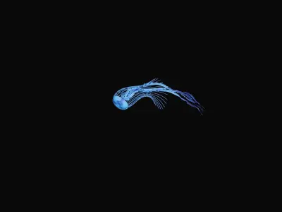 Jellyfish 3D model buy