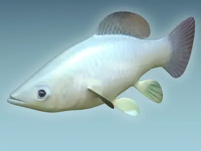 Molly fish 3D model
