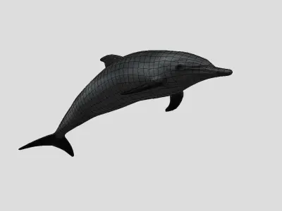 Pantropical Spotted Dolphin Animated  Low-poly 3D model