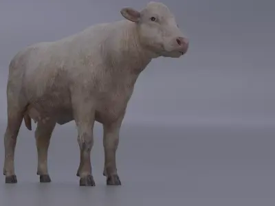 Cow-cattle Low-poly 3D model
