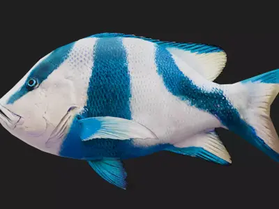 Snapper Low-poly 3D model 12