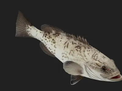 Bass fish Low-poly 3D model 6