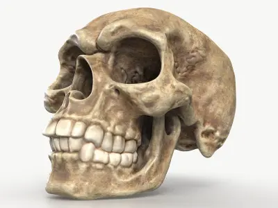 Funny Skull 1 3D model