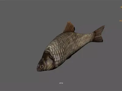 Animated Carp Fish - Loop Animation Low-poly 3D model Low-poly 3D model