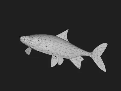 Carp fish Low-poly 3D model
