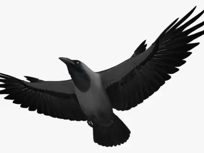Corvus Splendens "House Crow" 3D model