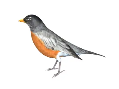 American Robin Low-poly 3D model