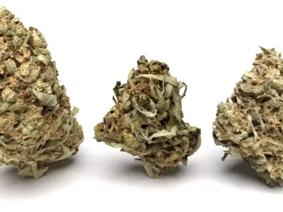 Cannabis Buds 3-Pack