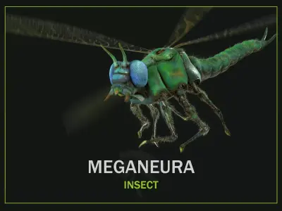 Meganeura Low-poly 3D model