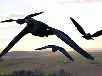 Low poly animated crow Low-poly 3D model