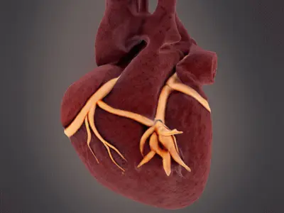 Human Heart model 3D print model