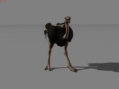 Ostrich Animal Low-poly 3D model