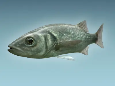 Dicentrachus Fish 3D model