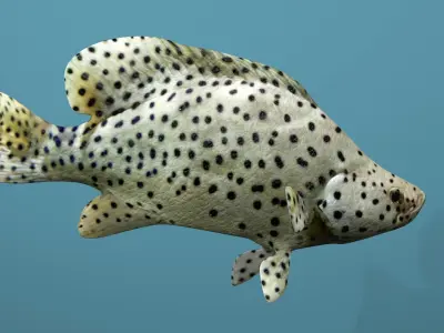 Humpback Grouper Low-poly 3D model