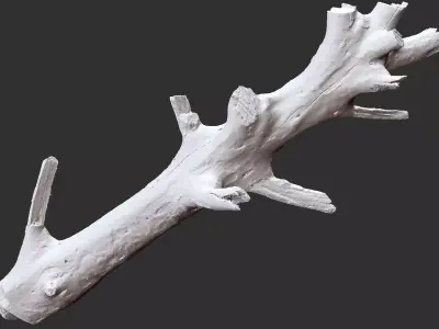 3d scan of tree trunk in highpoly 3D model by Shutters