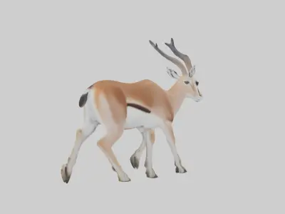 Grants gazelle Low-poly 3D model