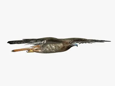  Hawk (ANIMATED) 