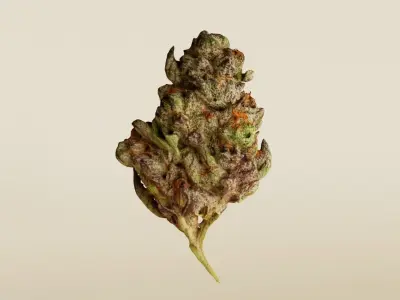 Realistic Cannabis Bud 01 3D model