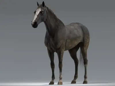 Horse Black Rigged 3D model
