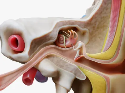 Ear Anatomy Structure Open 3D model