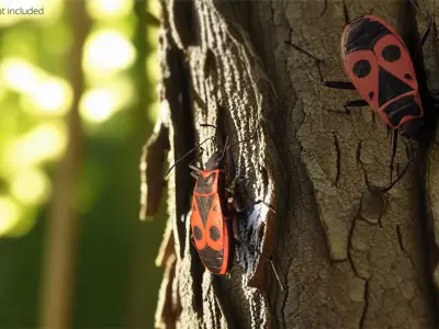  Pyrrhocoris Apterus Crawling Insect Red Black 