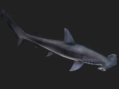 Shark Low-poly 3D model 26