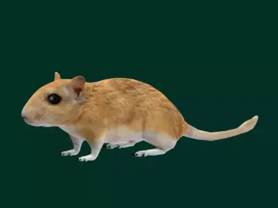 Mongolian Gerbil Rat Rodent Free low-poly 3D model