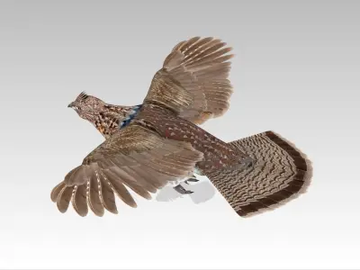 Grouse Low-poly 3D model