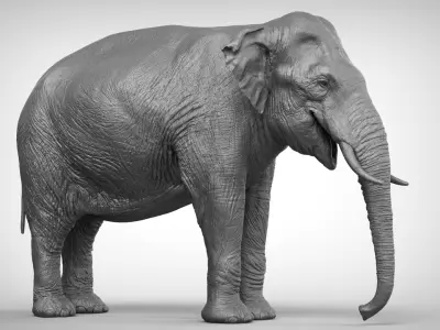 Asian Elephant 3D model purchase