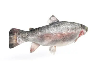 Fish Trout 3D model purchase