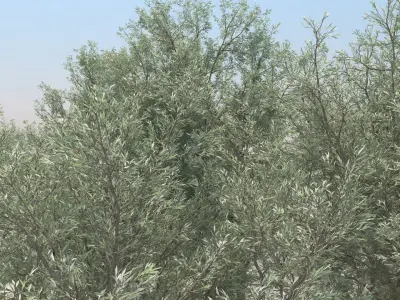 10 Olea Trees with snow 3D model