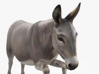  Mid-Jump Draft Donkey 