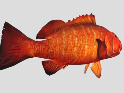 Cubera Snapper Realistic Animated Low-poly 3D model