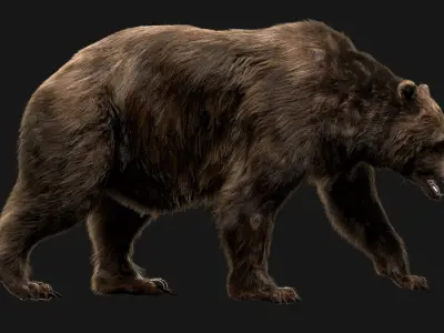  Bear (Fur) (Rigged) 