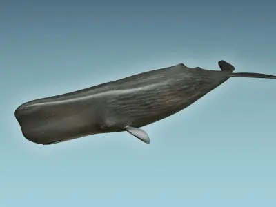 Sperm Whale 3D model get