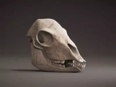 Lamb Skull Low-poly 3D model