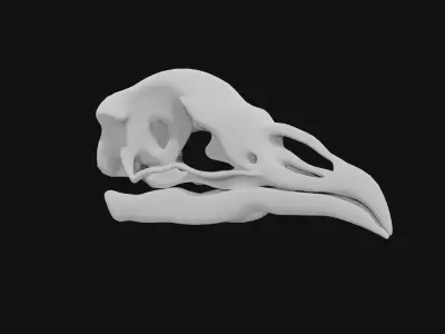 Peacock skull 3D model