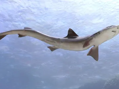 Dog Shark 3D model