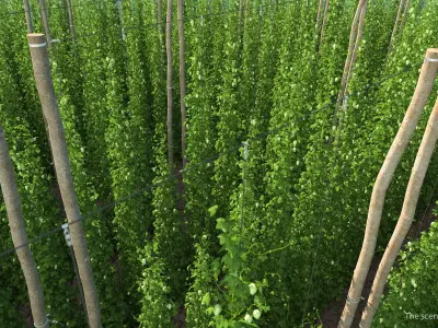 Green Growing Hops Plantation 3D model