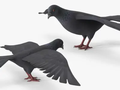  Lowpoly Pigeon Wingspread Black Rigged for Maya 