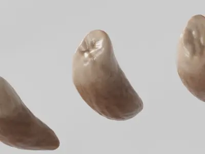  Beluga Whale Teeth 
