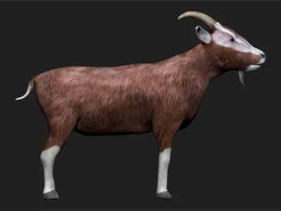 Goat fully rigged low polygon Low-poly 3D model