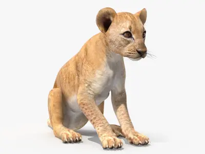 Lion Cub Sitting 3D model
