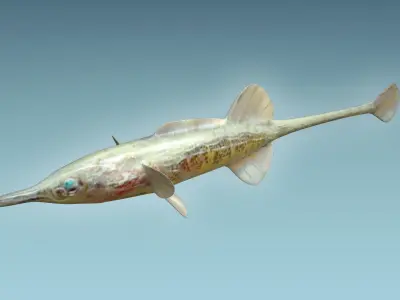 Paradoxus Fish 3D model
