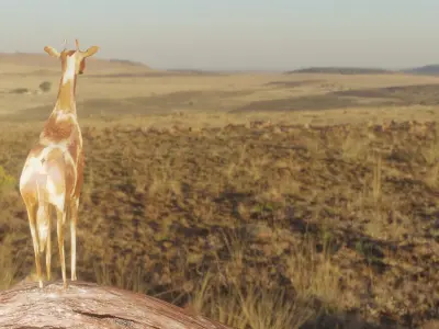 Giraffe low poly 3D model Free low-poly 3D model