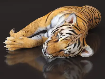 Tiger Cub Sleeping 3D model