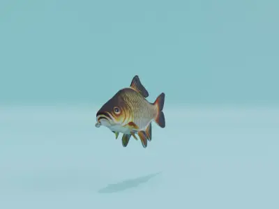 Carp Fish Low-poly 3D model