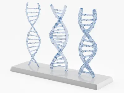 DNA Double Helix Models with Display Stand Blue 3D model