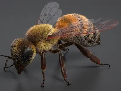 Realistic Honey Bee 3D model purchase