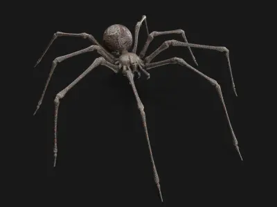 Spider 3D model 34